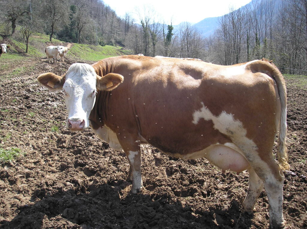 L'intervista alla mucca