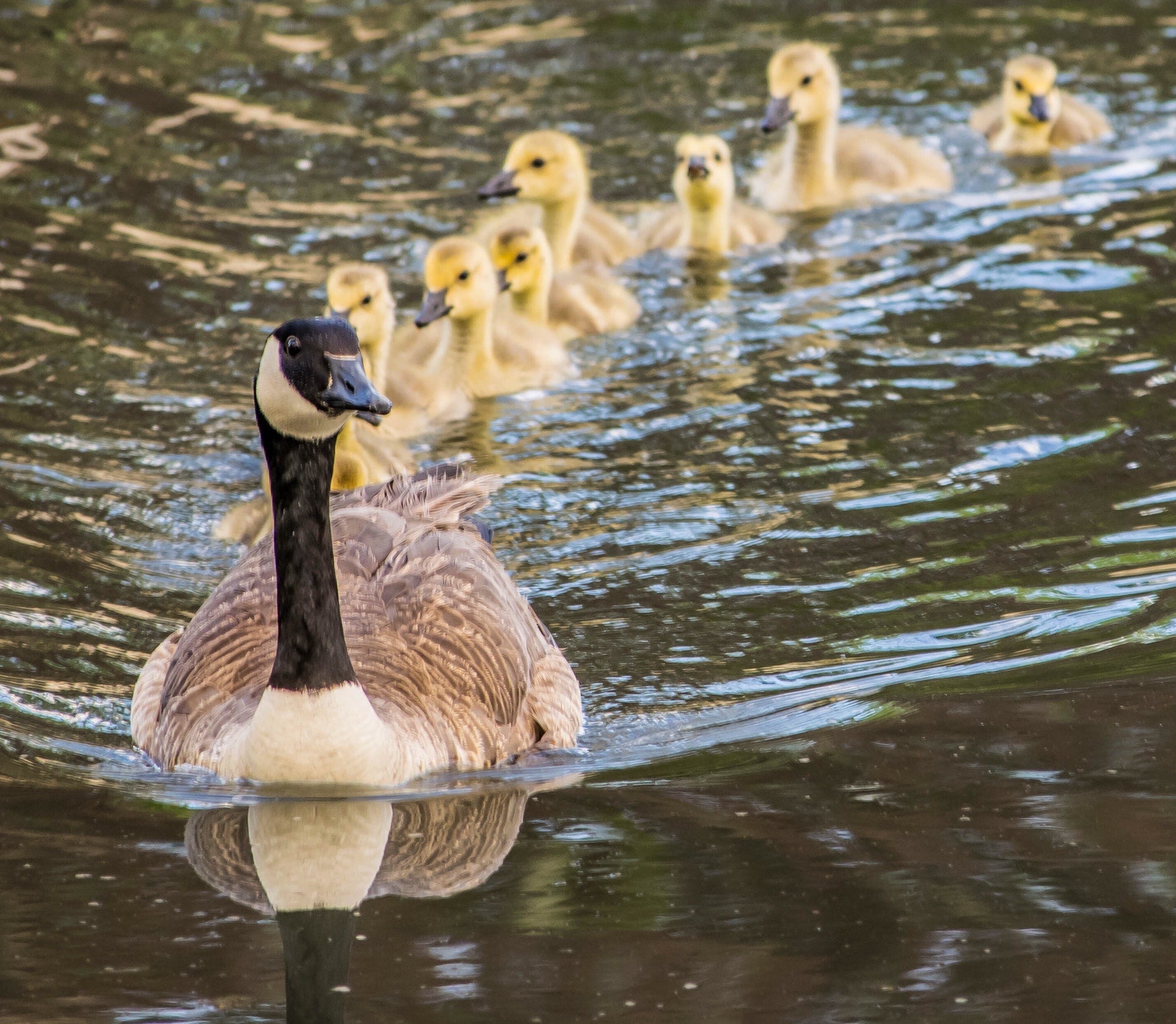 I pensieri della nostra oca vanitosa