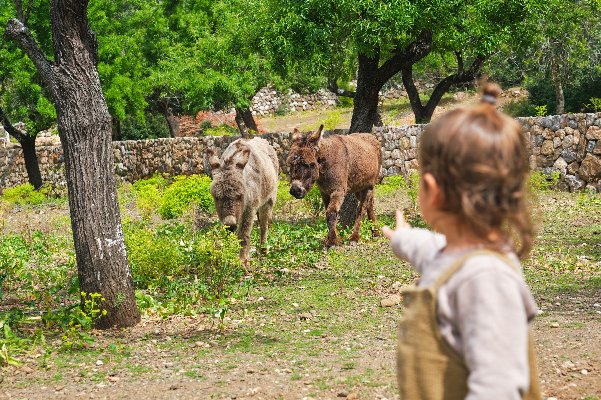 L'asinello è diventato papà!